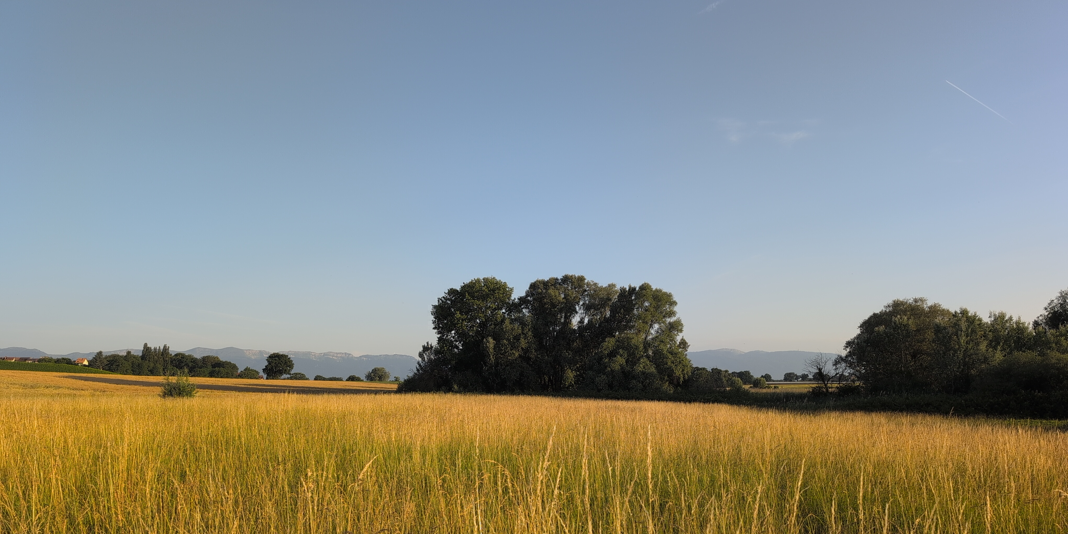 Graminées et bosquets dans la lumière rasante du matin en campagne genevoise, avec le jura au fond.
