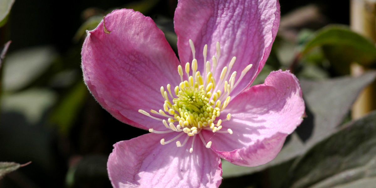 Fleur de clématite montana rose