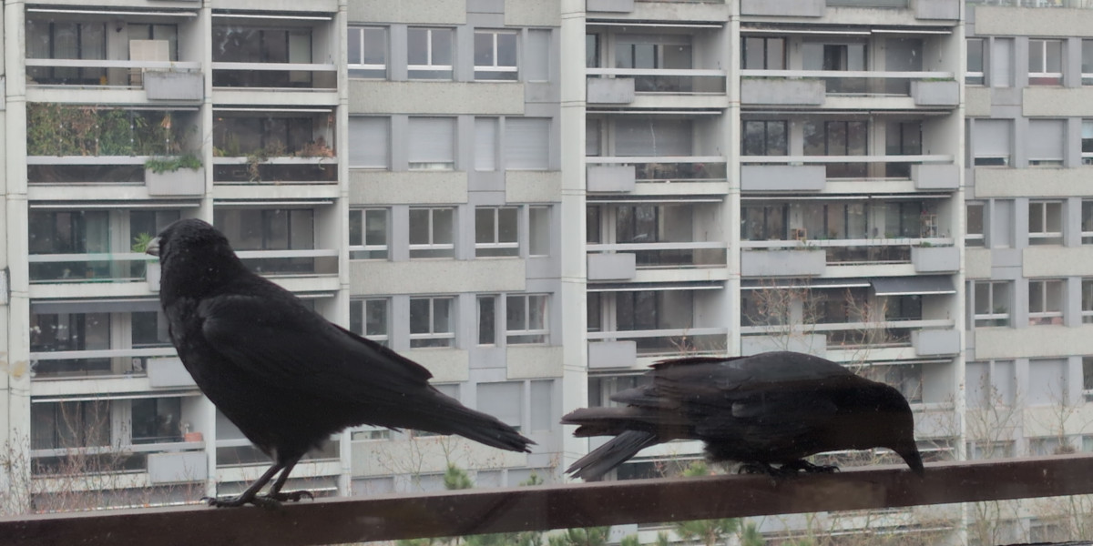 Deux corneilles sur un bord de fenêtre.
